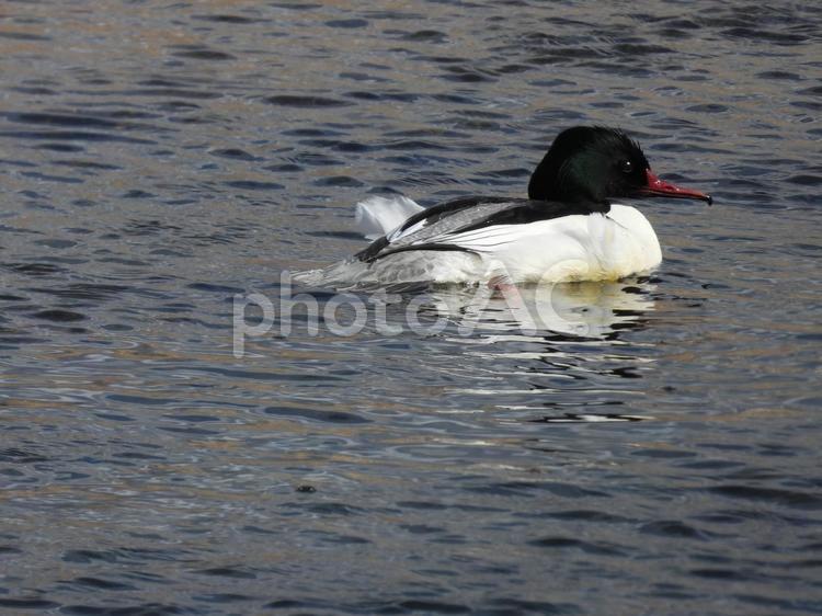 近所の小川で撮ったカワアイサ カワアイサ,野鳥,冬鳥の写真素材