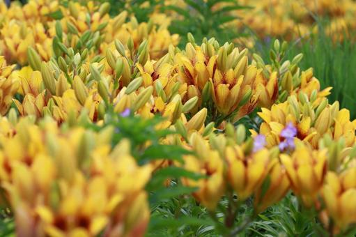 ユリ ユリ,花,花びらの写真素材
