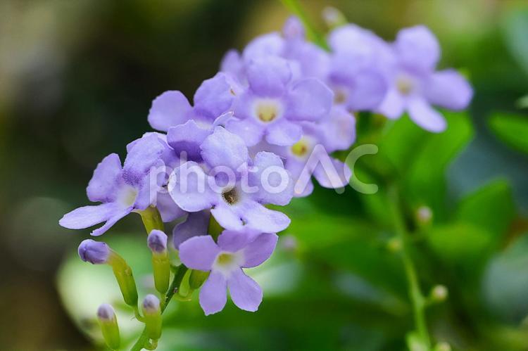 ７月下旬の陽を浴びるのデュランタの花 デュランタ,花,青の写真素材