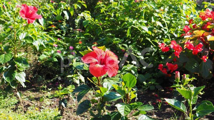 秋・ハイビスカス・ベゴニア・津久井湖・花の苑地 秋,ハイビスカス,ベゴニアの写真素材
