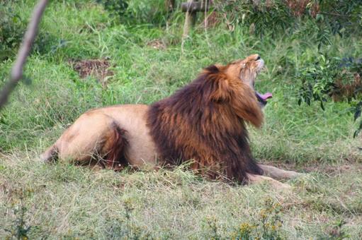ライオン オスライオン,横顔,あくびの写真素材