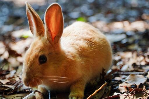 大久野島　野ウサギ705 うさぎ,ウサギ,動物の写真素材