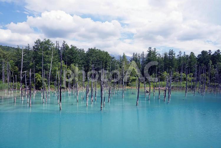 “青い池”北海道美瑛町 青い池,池,風景の写真素材