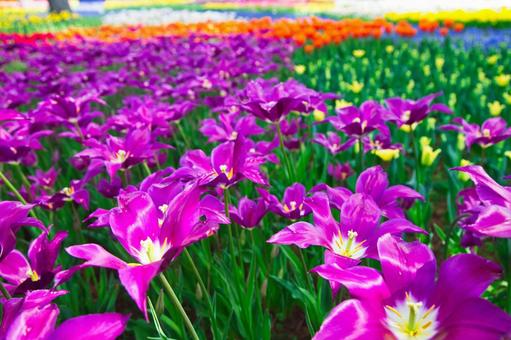 Purple Tulips, JPG Purple Tulips, JPG