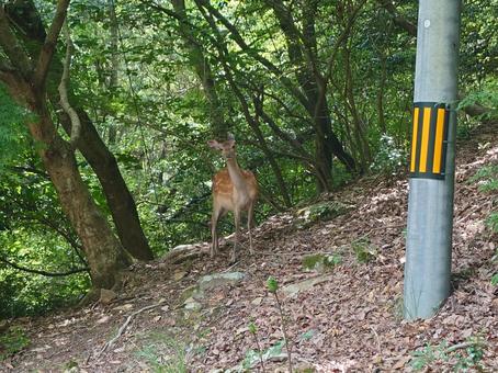 野生の鹿の写真