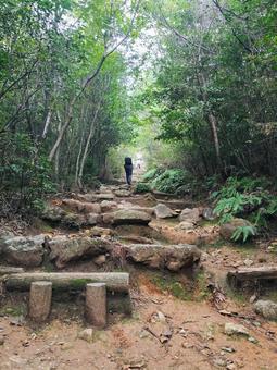 緑に囲まれた登山道と歩く人々 登山,登山道,山道の写真素材