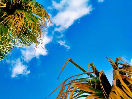 夏の沖縄の青空 夏の沖縄の青空の写真