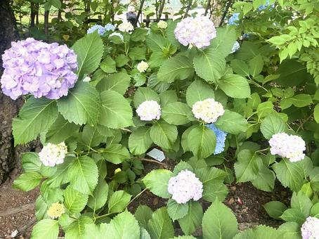 紫陽花 紫陽花 花,植物,紫陽花の写真素材