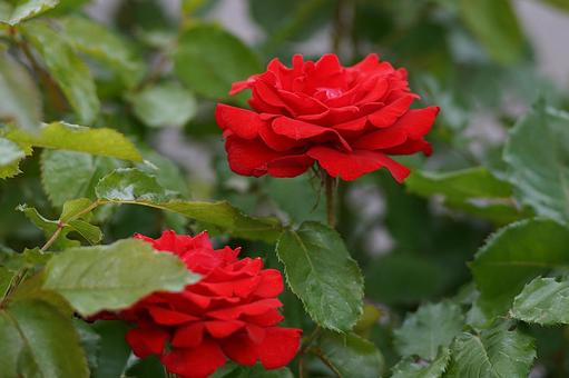 荒牧バラ園339 赤いバラ 荒牧バラ園339 赤いバラ の写真