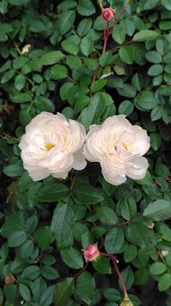 淡色の薔薇 バラ,バラ園,薔薇の写真素材