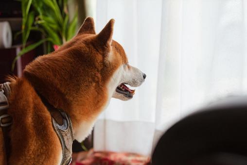 カーテン越しに窓の外を覗き込む柴犬 カーテン越しに窓の外を覗き込む柴犬 柴犬,しばいぬ,日本犬の写真素材