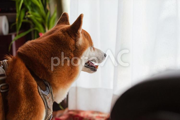 カーテン越しに窓の外を覗き込む柴犬 柴犬,しばいぬ,日本犬の写真素材