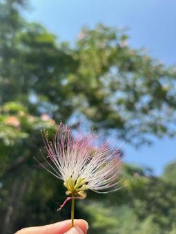 ねむの花 ねむの木 ねむの花 ねむの木の写真