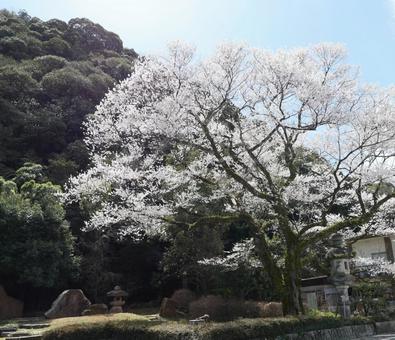 金華山と桜の写真
