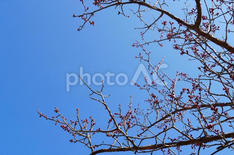梅の蕾と空 紅梅,梅,蕾の写真素材
