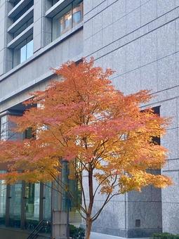 紅葉 木 紅葉 木 紅葉,木,色づく木の写真素材