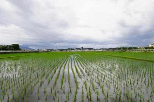 水田風景 水田風景 稲,風景,景色の写真素材
