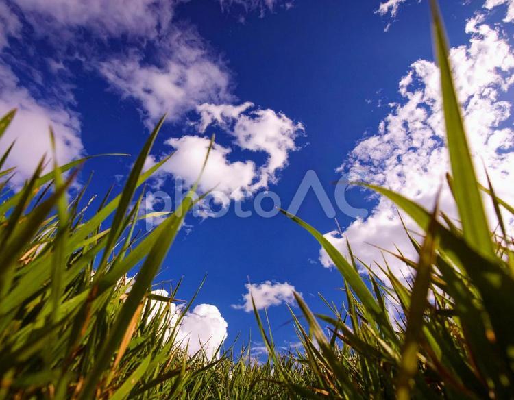 草原から見上げた青空 青空,雲,空の写真素材