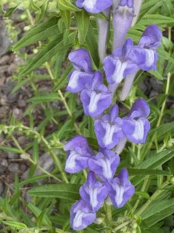 Photo, golden flower, kokanebana, flower, 