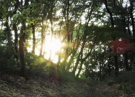 森林に差し込む夕日 木,森,森林の写真素材
