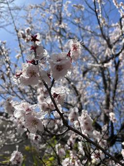 青空と桜 青空と桜の写真