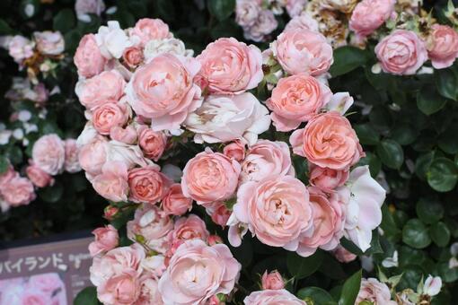 可憐に咲く淡いピンクのバラ バラ,花束,ローズの写真素材