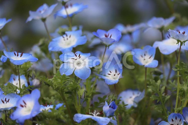 青い世界-ネモフィラ ネモフィラ,花,青の写真素材