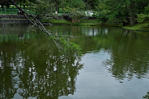 緑の池に首をたれるお揃いの緑の草木の写真