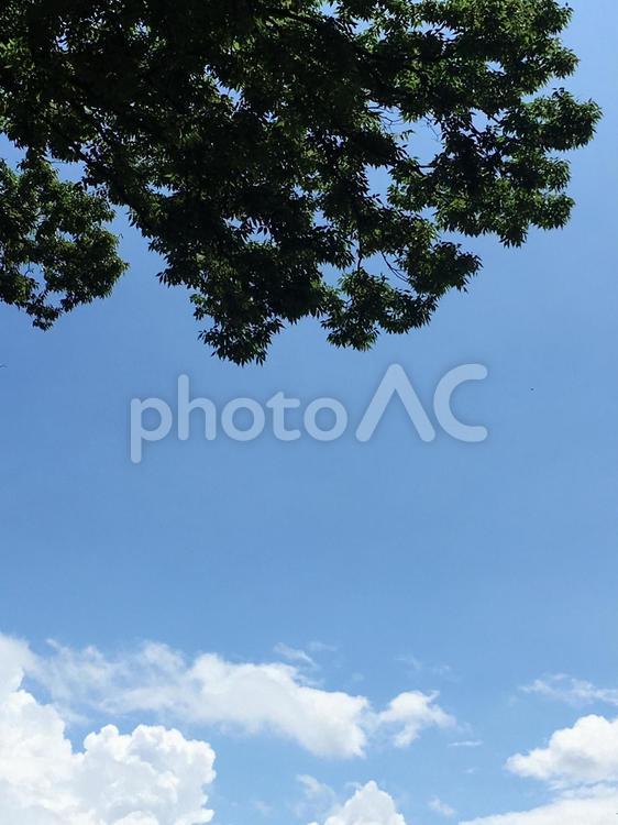 けやきの木と青空 空,木,けやきの写真素材