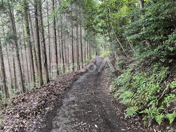 凛とした杉木立の道 山,登山道,遊歩道の写真素材