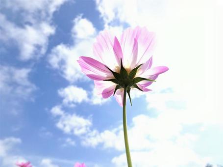 コスモス コスモスの写真