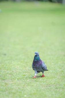 公園を散歩する鳩001 公園を散歩する鳩001の写真