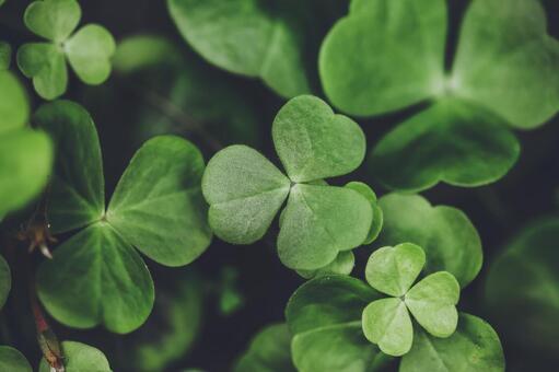 三つ葉のクローバーの写真