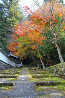 色づく本堂への苔むした参道 紅葉,モミジ,秋の写真素材