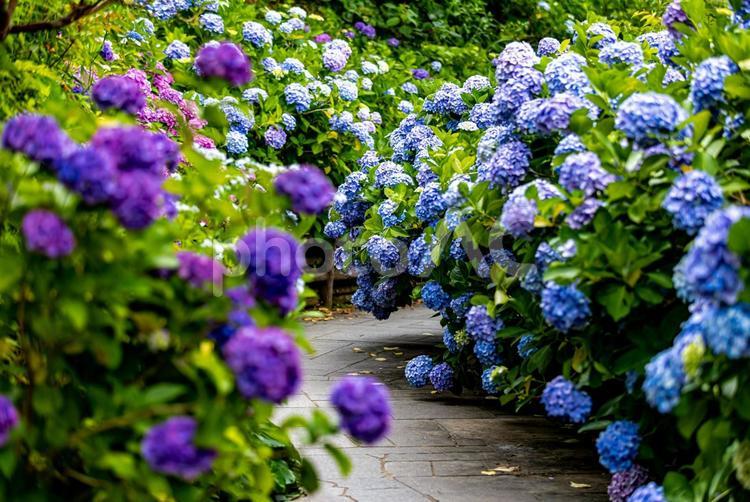 静岡県下田市　下田公園のアジサイ 下田公園,紫陽花,あじさいの写真素材