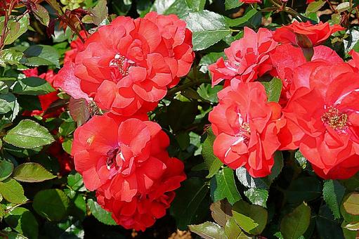 荒牧バラ園689　グルースアンバイエルン 兵庫県,荒牧バラ園,バラの写真素材