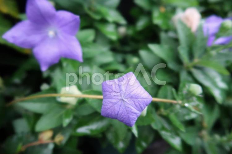 桔梗の蕾　色づき 桔梗,ガーデニング,紫の写真素材
