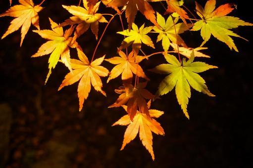 夜の紅葉 夜の紅葉 もみじ,紅葉,秋の写真素材