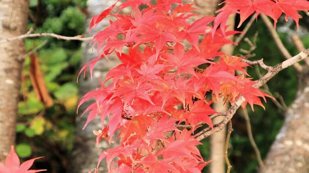 11月河口湖畔の紅葉 紅葉,秋,もみじの写真素材