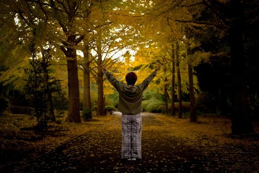 ＜素材＞朝のイチョウ並木を散策する女性 女性,紅葉,イチョウの写真素材