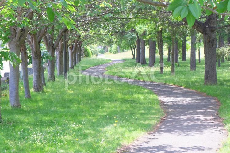 初夏のふわふわ小径 助言,道路,葉の写真素材