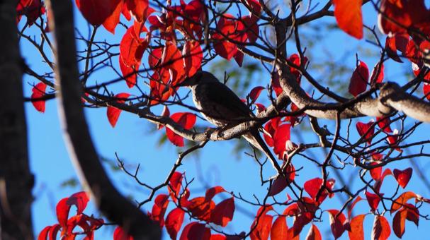 Autumn, blue sky, autumn sky, birds perching on tree branches, colored leaves, parks, silhouettes Autumn, blue sky, autumn sky, birds perching on tree branches, colored leaves, parks, silhouettes