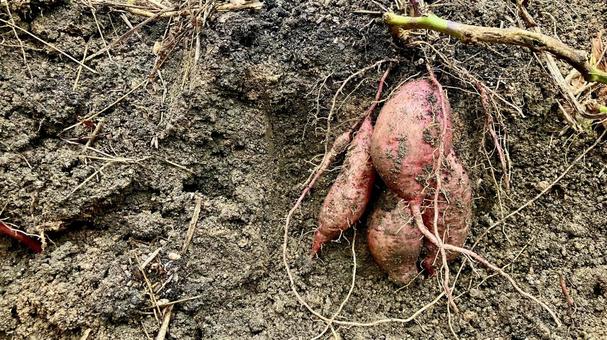 芋掘り/半分掘った状態(その② 芋掘り,芋,薩摩芋の写真素材