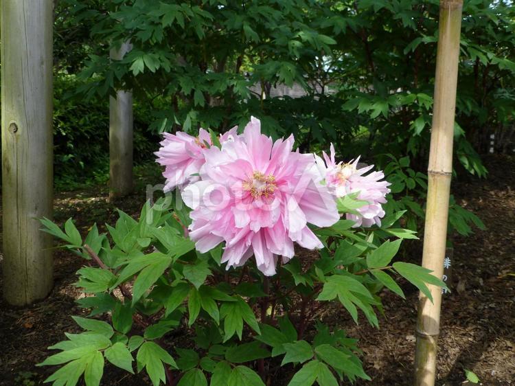 鎌倉の鶴岡八幡宮ぼたん園その３ ぼたん,花,植物の写真素材