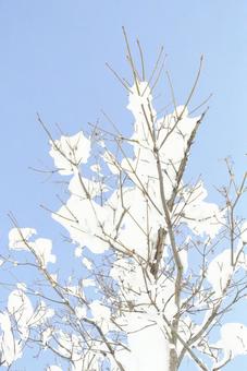 冬の枝 冬の枝の写真