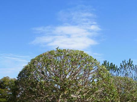丸い木と青空 丸い木と青空 木,空,青空の写真素材