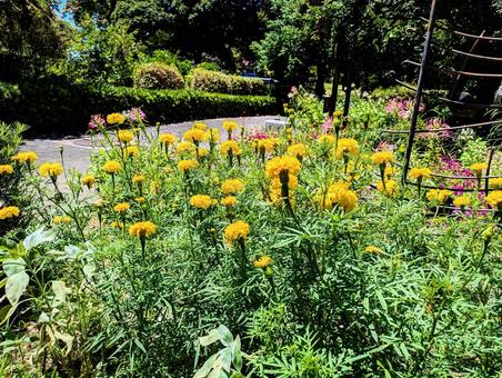 夏の陽射しに咲くマリーゴールドの花 夏の陽射しに咲くマリーゴールドの花 マリーゴールド,黄色い花,花壇の写真素材