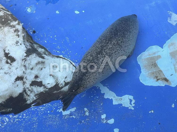 泳ぐアザラシ アザラシ,生き物,哺乳類の写真素材