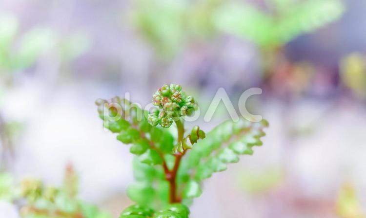 柔らかい山椒の葉　大写し 山椒,木の芽,春の写真素材