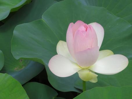 蓮の花(舞妃蓮) 蓮の花(舞妃蓮) 蓮の花,ハス,池の写真素材